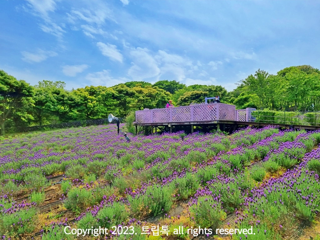 보라빛 라벤더가 가득 채워진 밭위에 나무 데크가 있다
