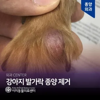 강아지 몸에 혹 악성종양 구분 세포검사 후기 사례집_6