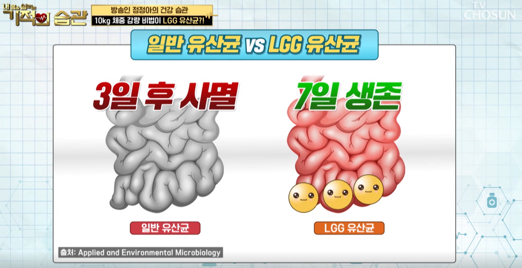 lgg유산균추천효능