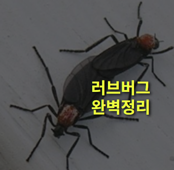 러브버그란? 수명, 생태계 역할 등 완벽정리.