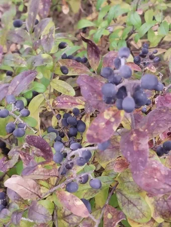 진한 향기에 취해버리는 이 꽃 산책로 옆 울타리 쥐똥나무_5