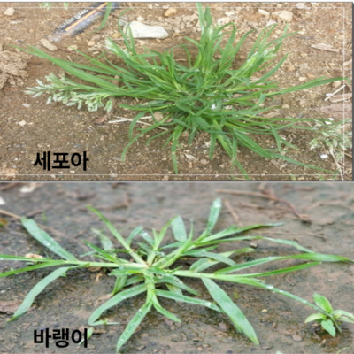 골프장 잡초 종류