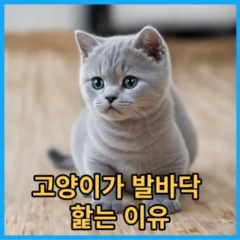 고양이가 발 핥는 이유_15