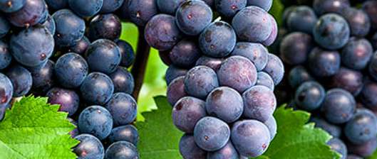 혈액순환에 좋은 음식 - 포도