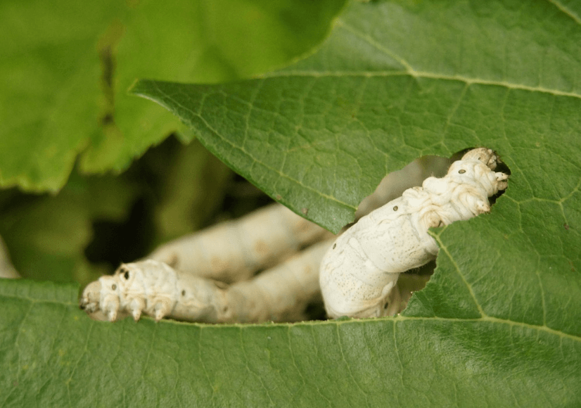 누에들이 잎사귀를 먹고 있는 모습