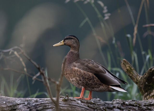 아보하와 마음 챙김
