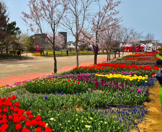 태안 튤립축제 기간 입장료 할인
