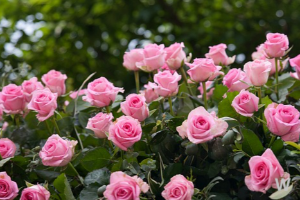 장미정원 이미지 1