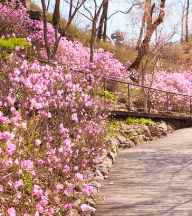 화담숲 예약 입장료 맛집 [모노레일]