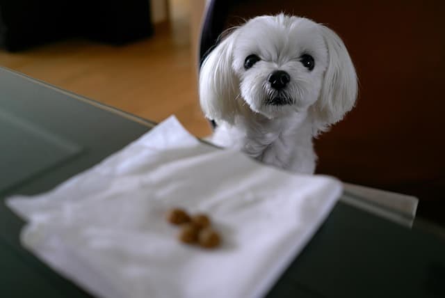 canine atopic dermatitis