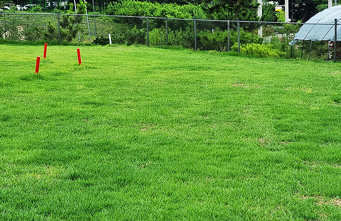 경상북도 경산 일월파크골프장 (일월 피닉스파크골프클럽) 소개