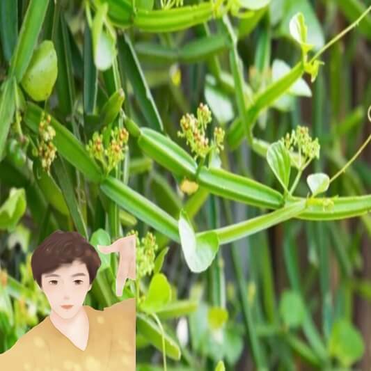 시서스-무엇인가