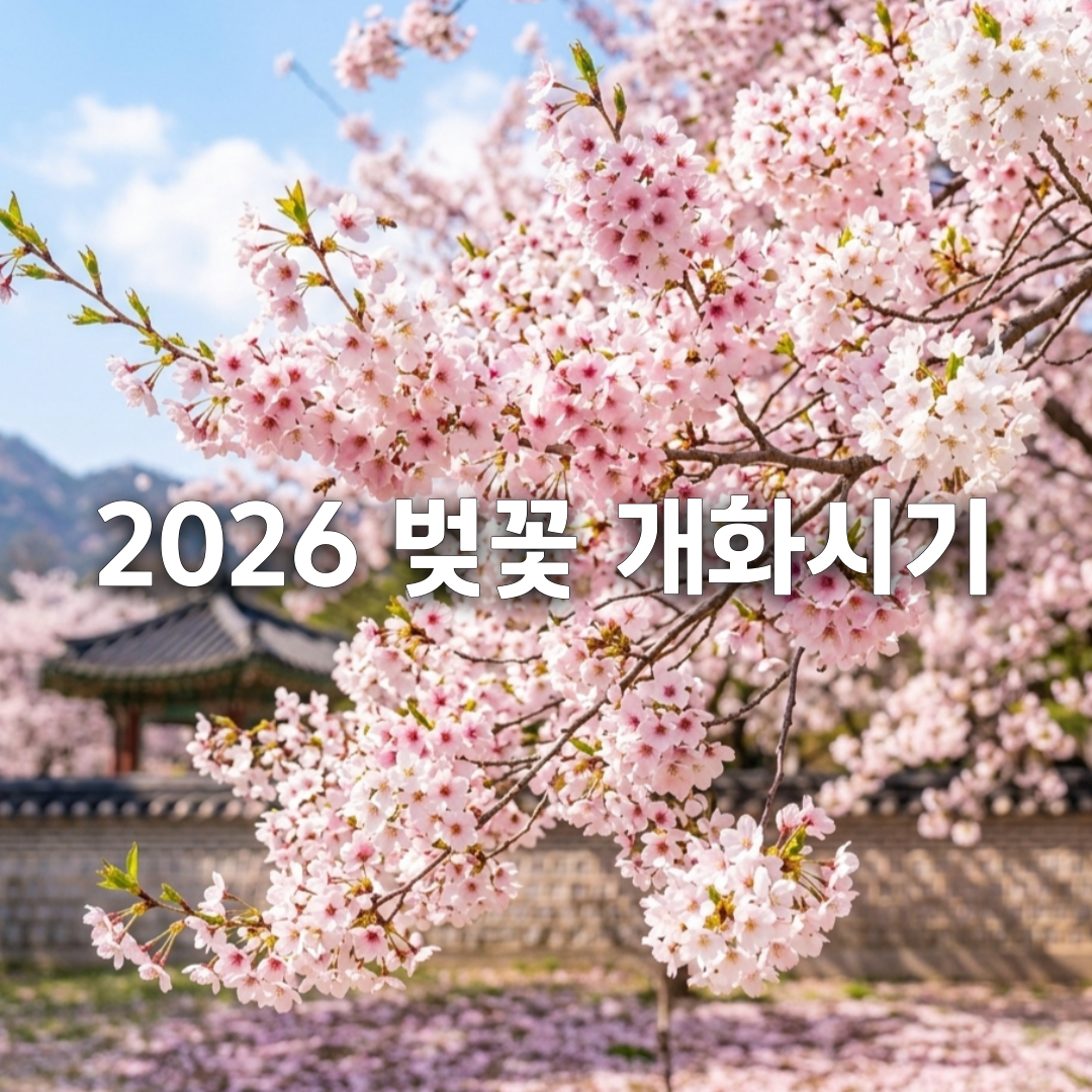 2026 벚꽃 개화 시기 총정리🌸 서울·부산·진해 만개일 언제?