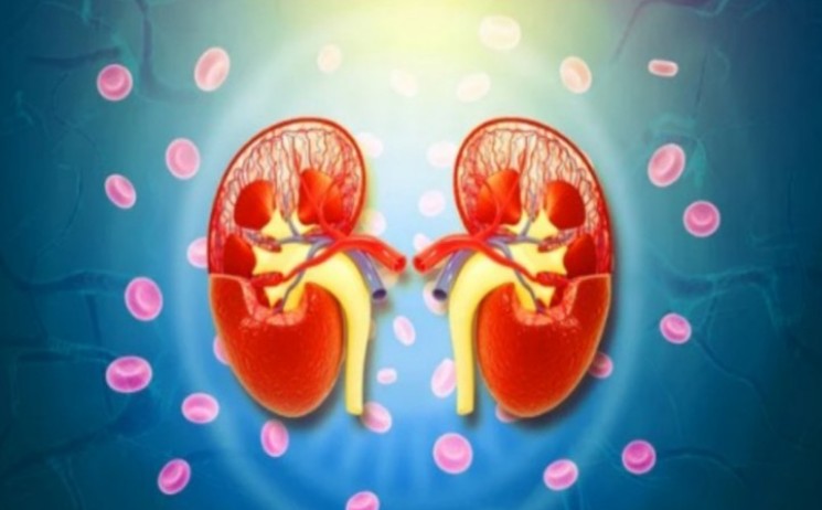 콩팥-수치가-높은경우