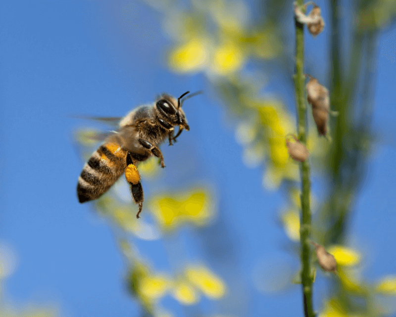 벌이 공중에 떠 있는 사진