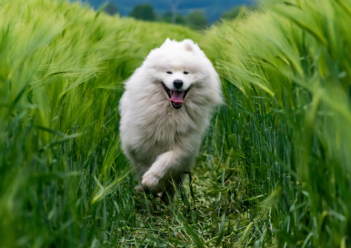 2025년 6월 개띠 생년별 운세