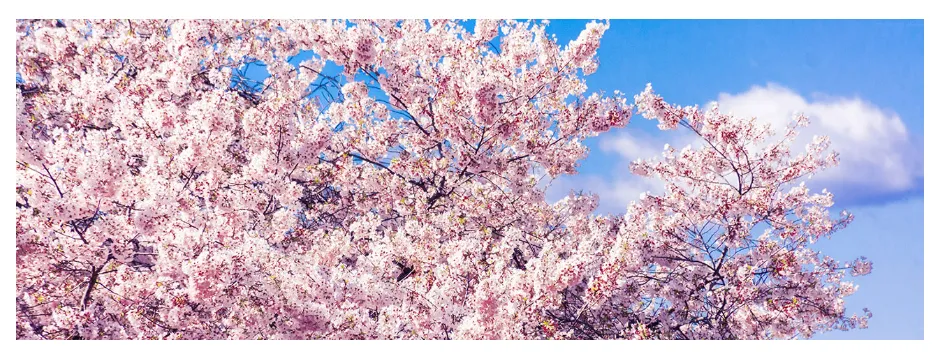 진해벚꽃-만개사진-이미지