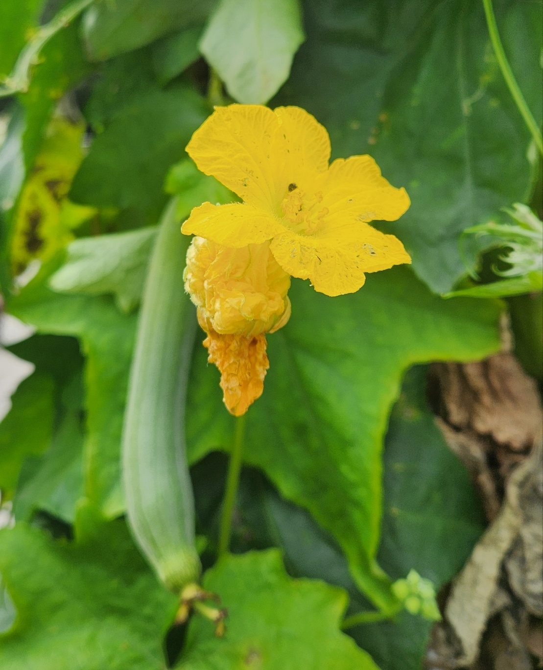 어린 수세미 열매가 달려 있는 순간