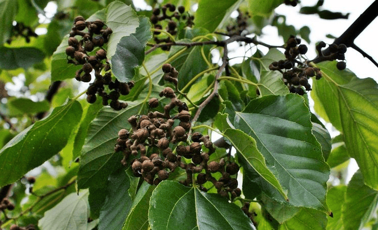 νκ°λ무 μ΄λ§€ μ¬μ§