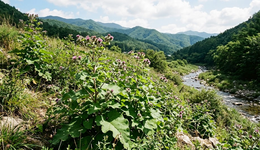 우방자(Arctium lappa L. Fruit)