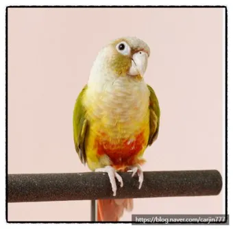 앵무새 분양 가격 키우기 분양 수명 먹이 성격 종류_22