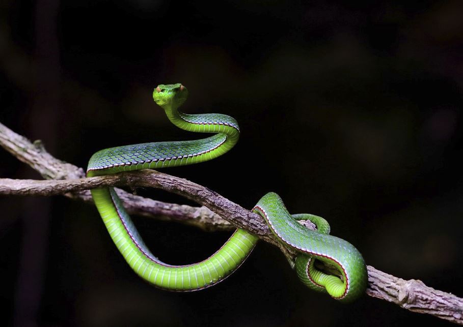 2026년 띠별 운세 총정리