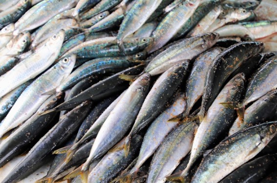 오메가3 하루 섭취량