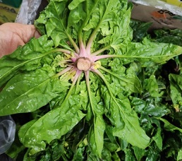 도초도-순이네섬초