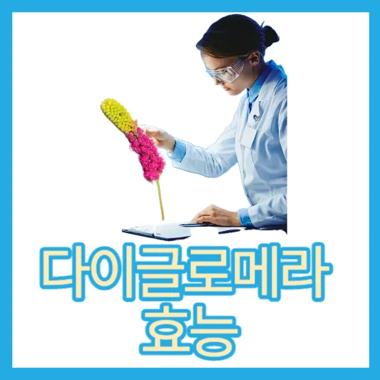 다이글로메라의 효능