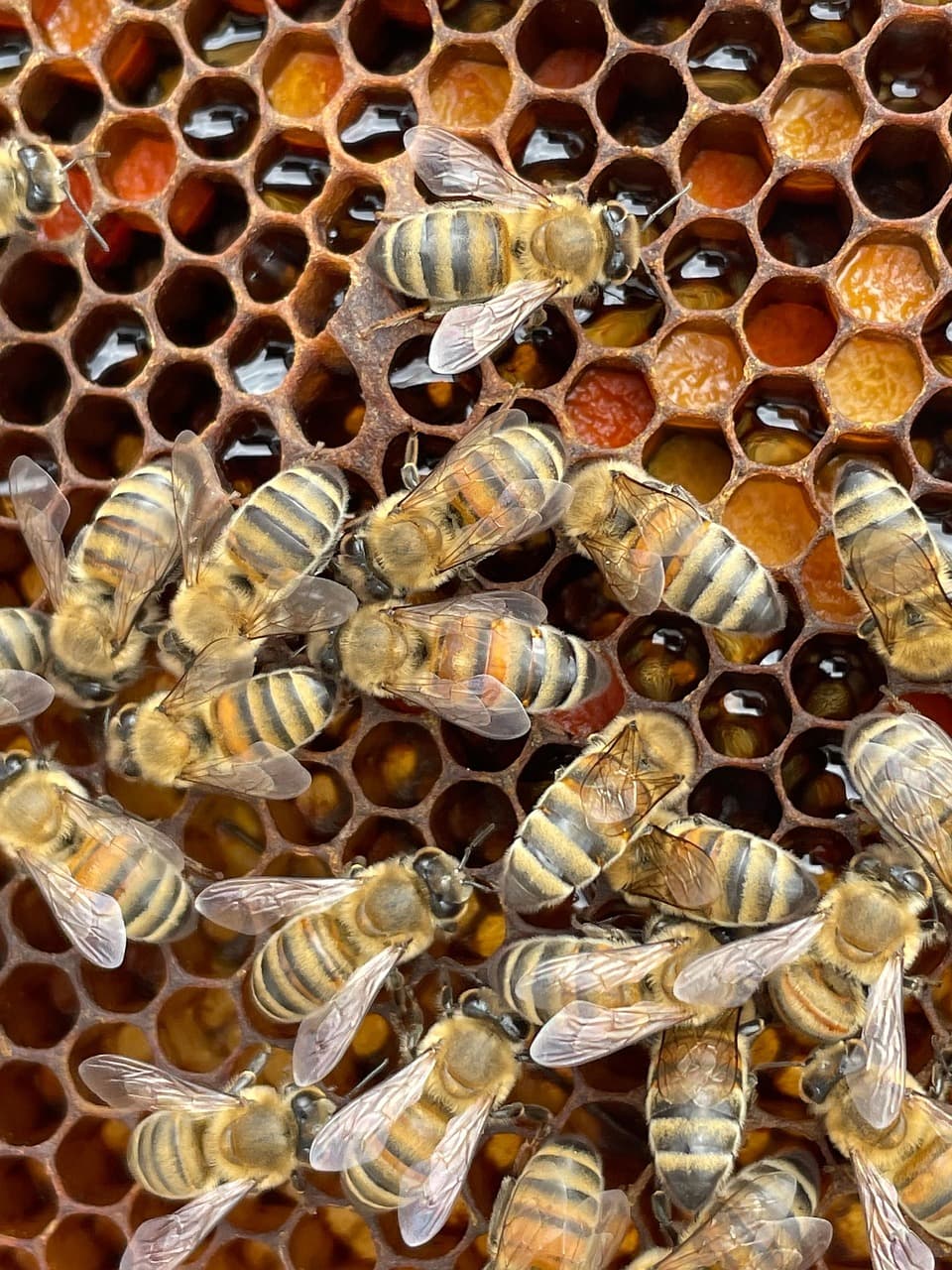 서양 꿀벌 vs 한국 재래 꿀벌, 도시에서 누가 유리 할까?