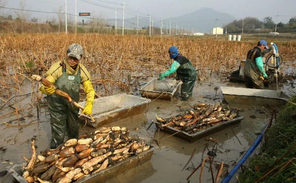 연근 재배 연못 재배 물 수위 관리 비료 주기_5