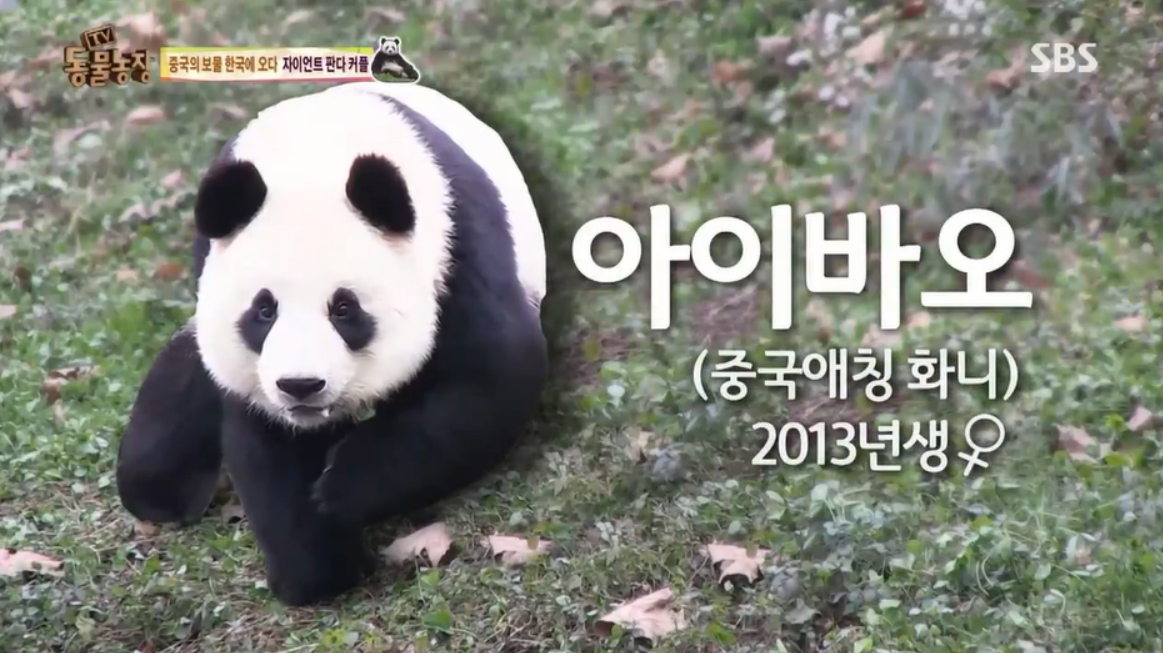 자이언트판다아이바오프로필