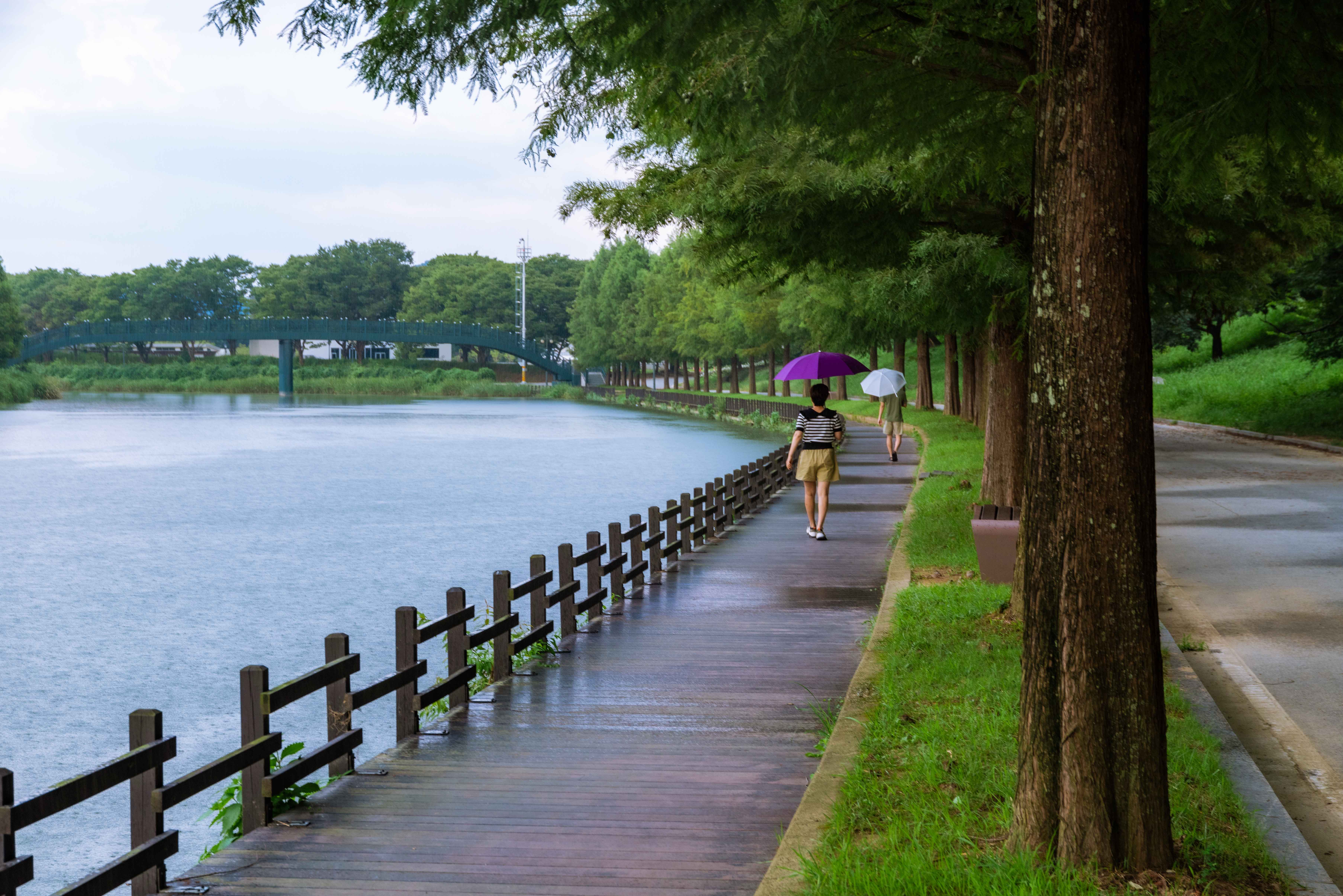 담양 관방제림 사진