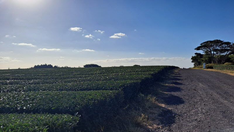 제주여행_성읍녹차마을