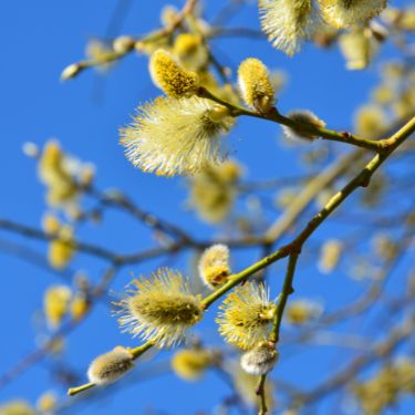 이천 산수유축제