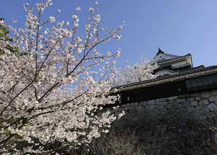 시로야마공원-벚꽃