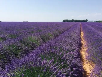 프로방스 비밀 정원 올리브 오일 허브 전통 요리 체험_9