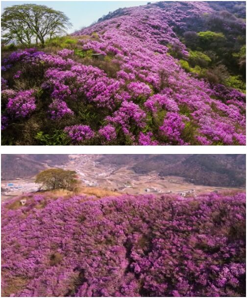 영취산진달래축제