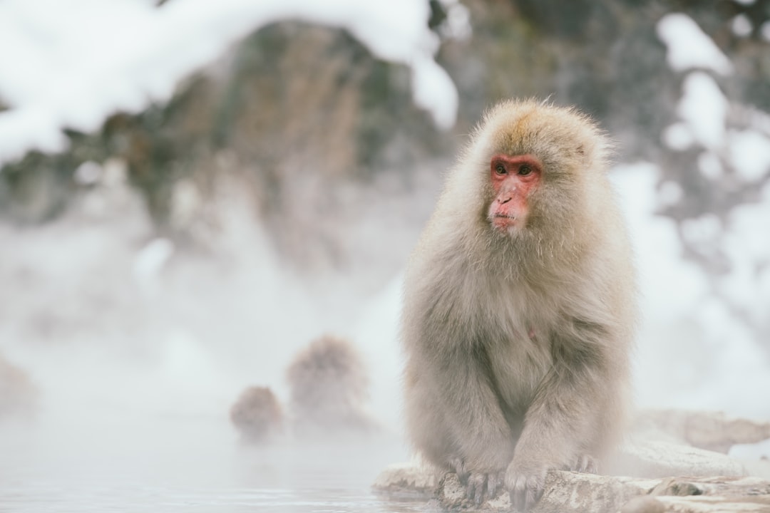Monkey