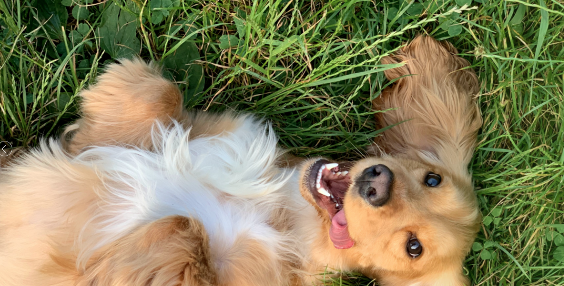 남이섬에서 놀고있는 강아지