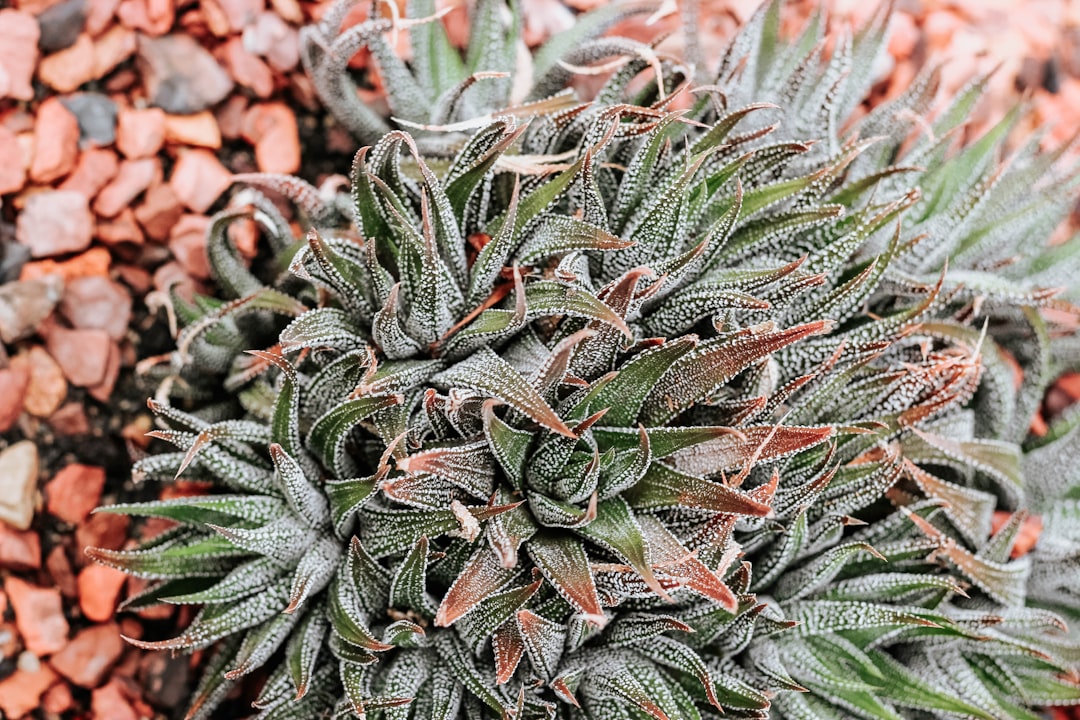 arboretum