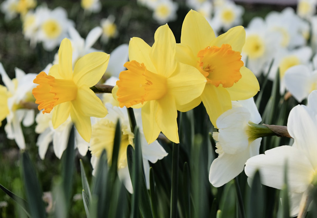 Daffodil