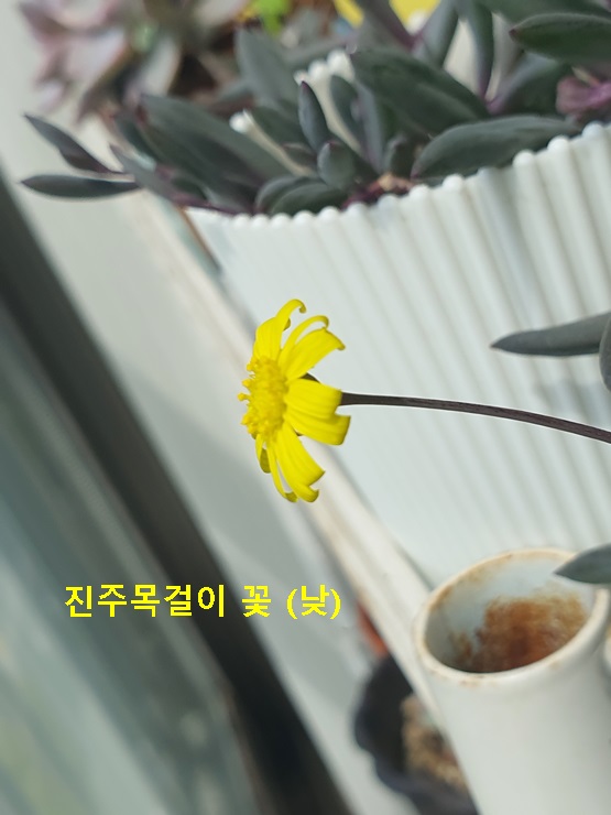 진주목걸이 꽃(낮)