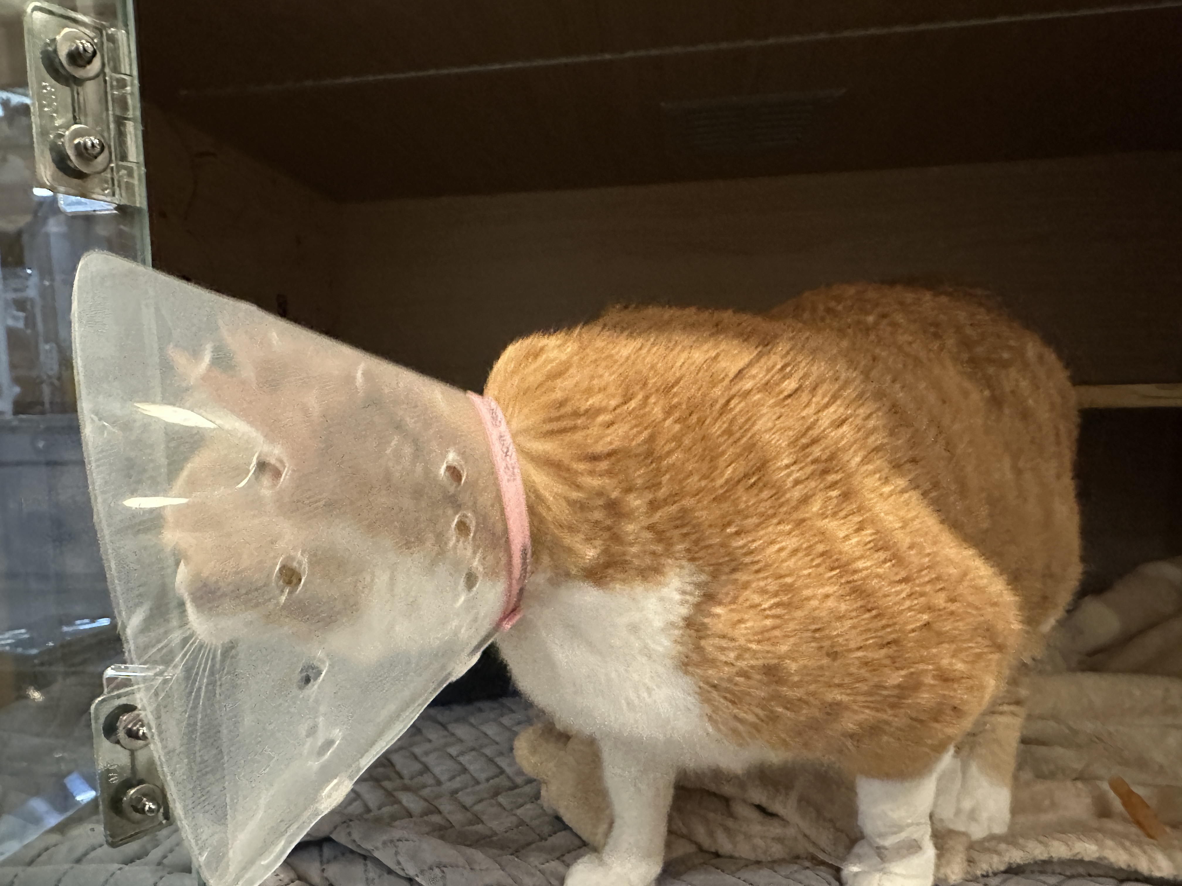 입원한_호야_고양이_담관염_췌장염_6