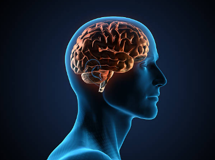 뇌가 정보를 저장하는 과정