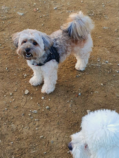 웃고 있는 강아지