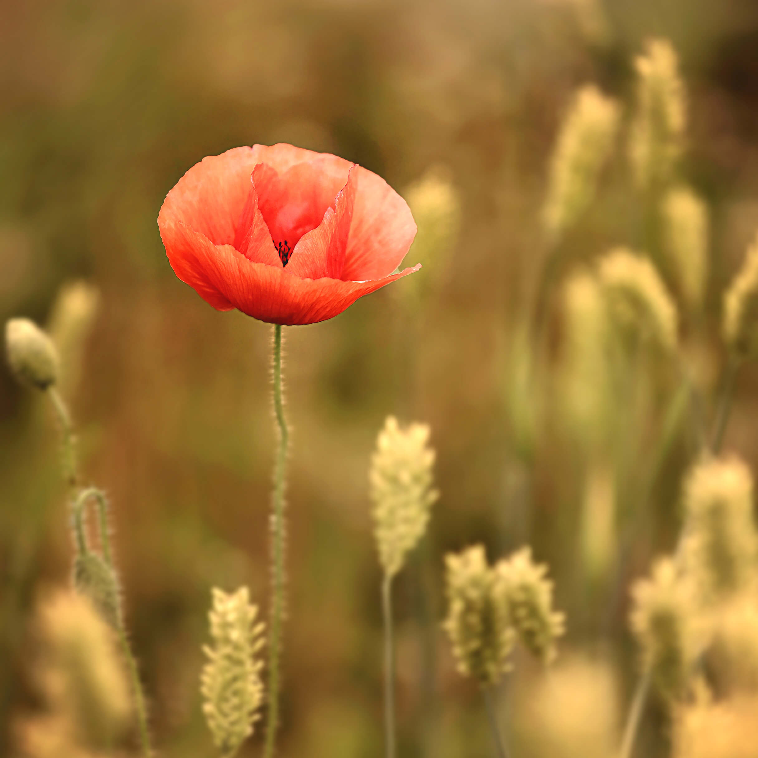 원주 용수골꽃양귀비축제