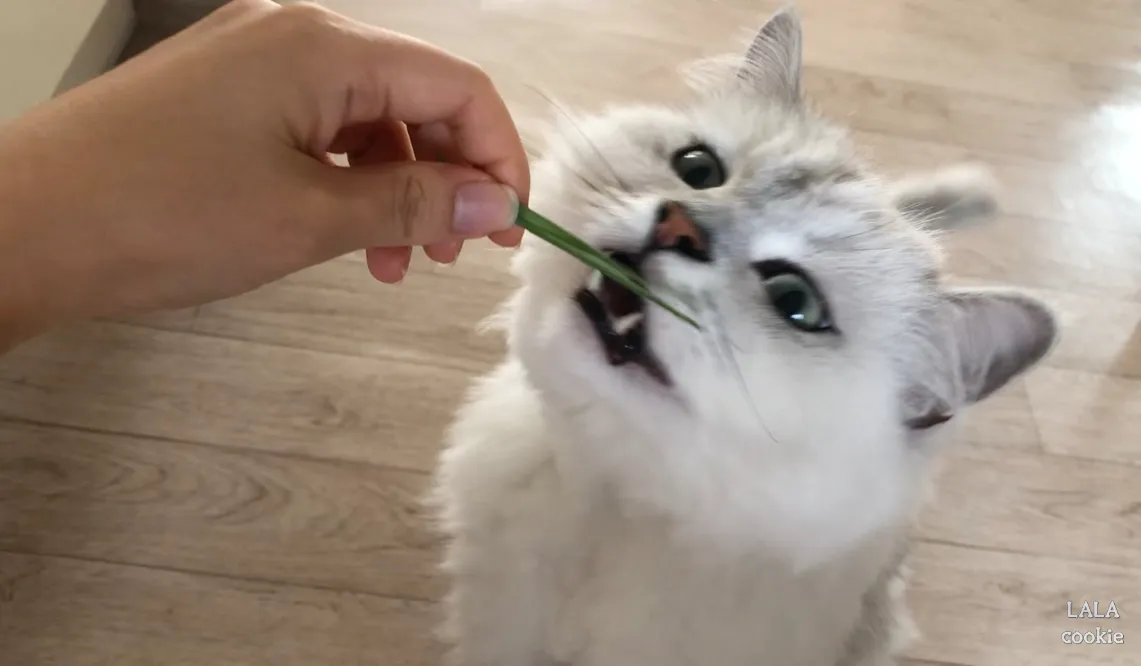 고양이-귀리-추천-그루루-새싹-먹는-고양이