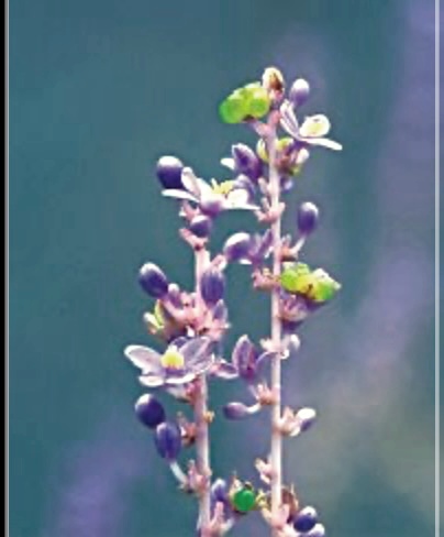 맥문동탕 효능, 부작용 및 먹는 방법