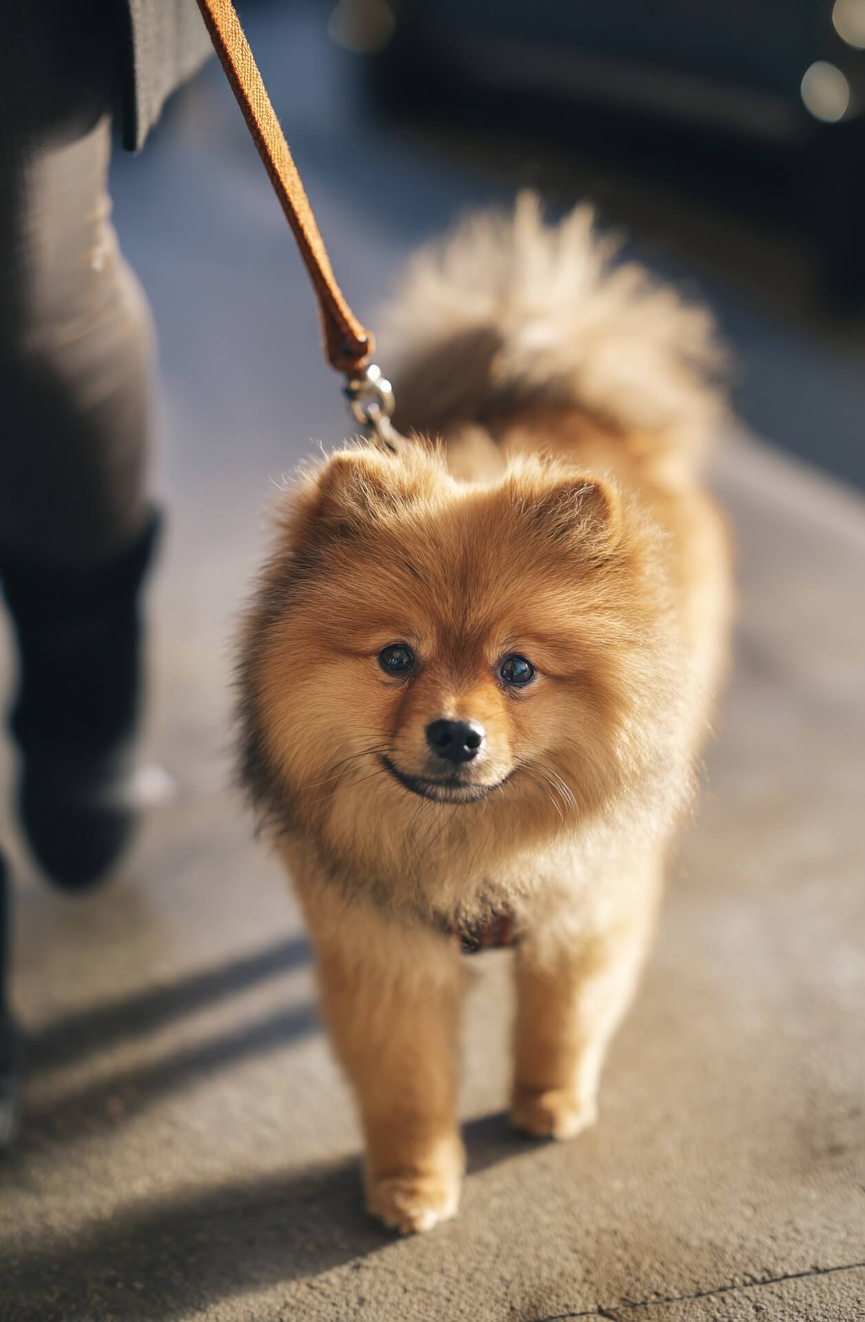 펫푸드(Pet Food) 사업 확대가 SJM의 장기 성장성과 밸류에이션에 미치는 영향